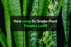 How Long Do Snake Plant Flowers Last?