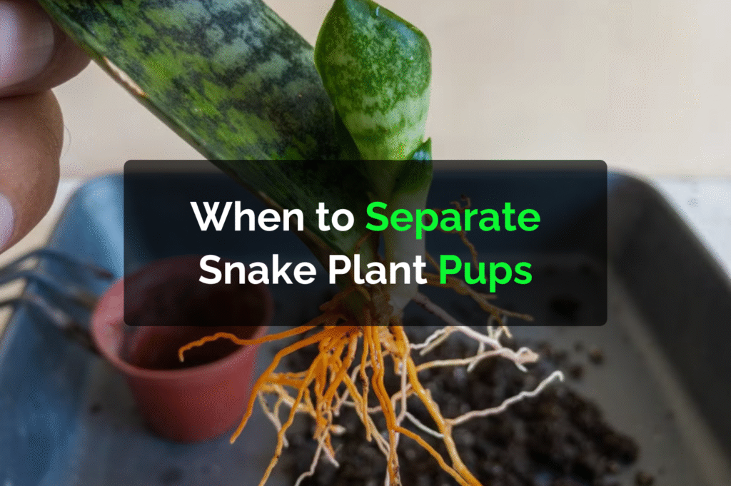 When to Separate Snake Plant Pups