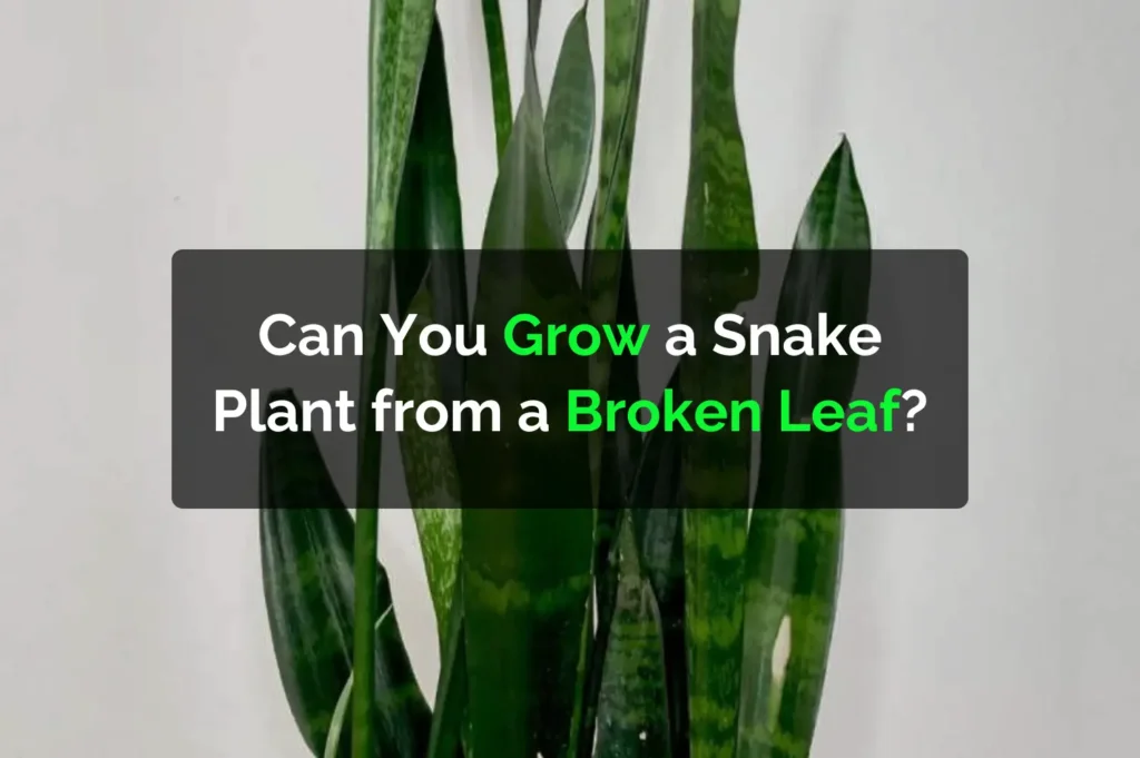 Can You Grow a Snake Plant from a Broken Leaf?