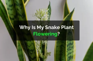 Why Is My Snake Plant Flowering?