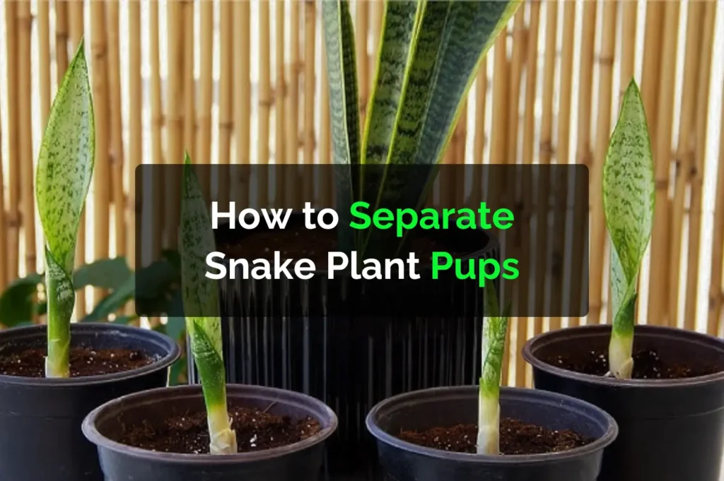 How to Separate Snake Plant Pups
