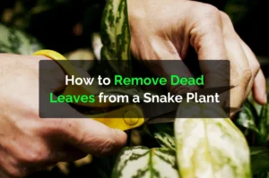 How to Remove Dead Leaves from a Snake Plant