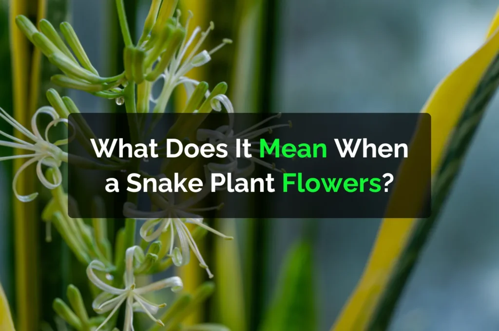 What Does It Mean When a Snake Plant Flowers?