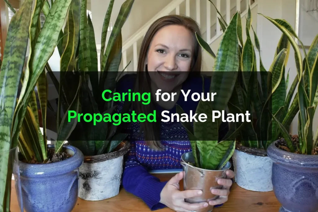 Caring for Your Propagated Snake Plant