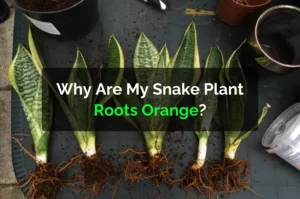 Why Are My Snake Plant Roots Orange?