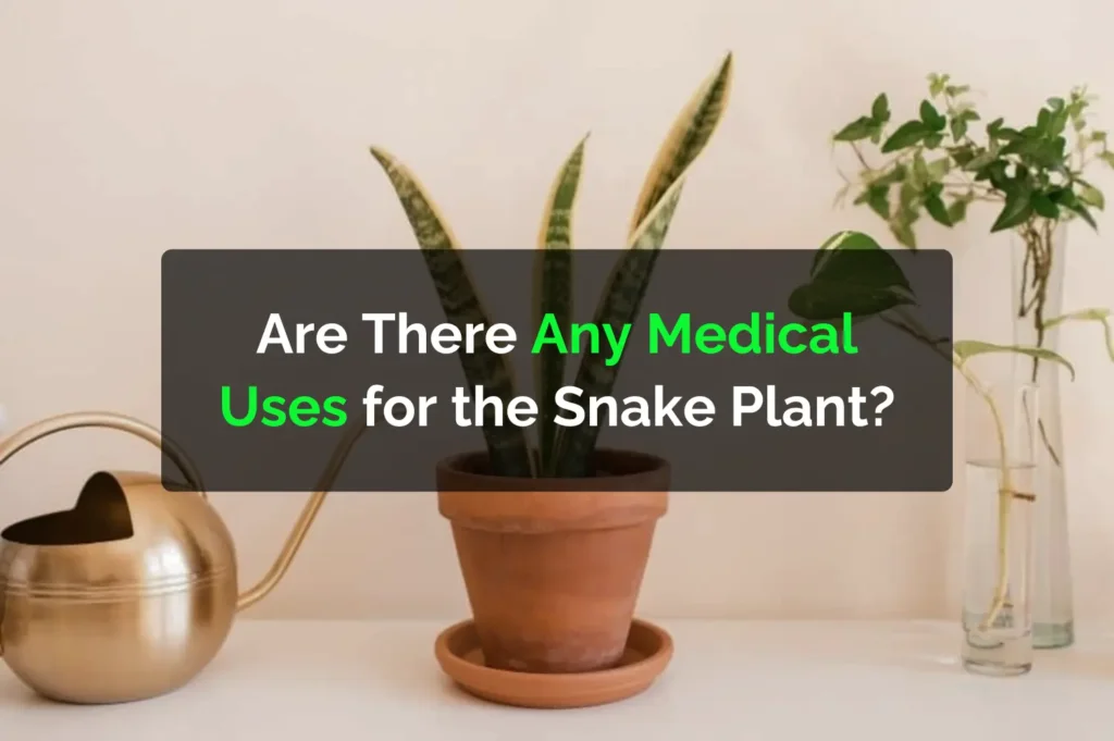 Are There Any Medical Uses for the Snake Plant?