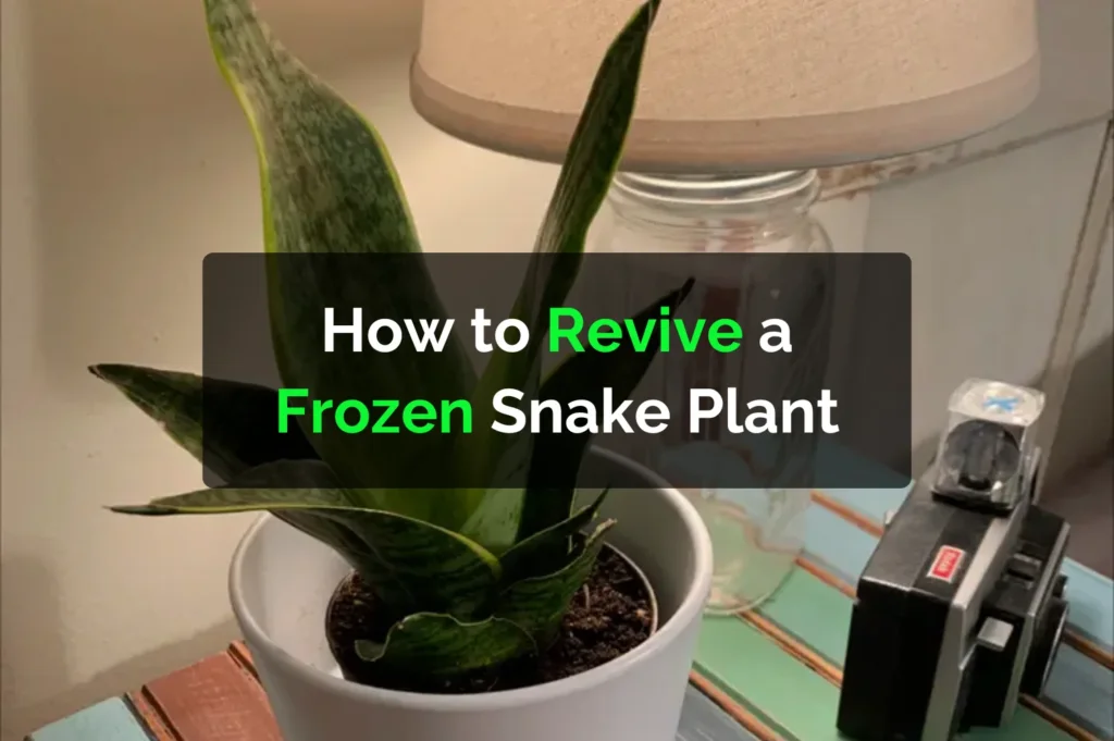 How to Revive a Frozen Snake Plant