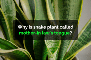 Why is snake plant called mother-in law's tongue?