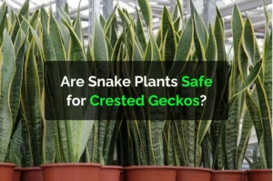Are Snake Plants Safe for Crested Geckos?