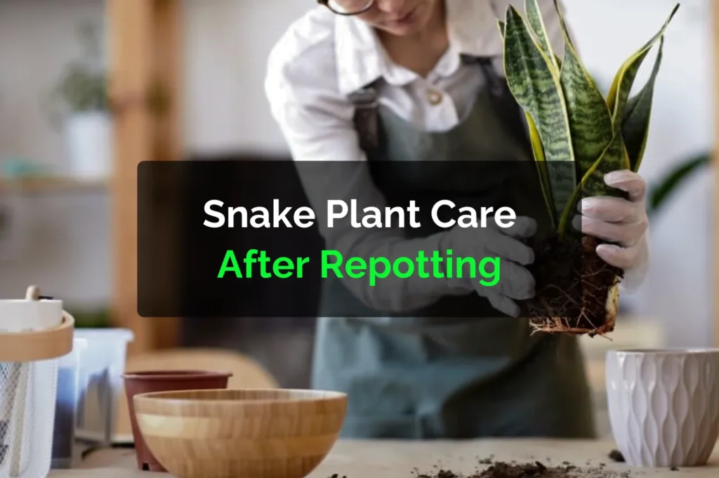 Snake Plant Care After Repotting