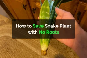 How to Save Snake Plant with No Roots