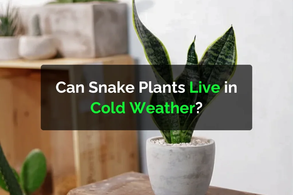 Can Snake Plants Live in Cold Weather?