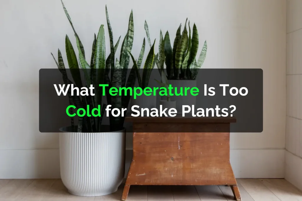 What Temperature Is Too Cold for Snake Plants?