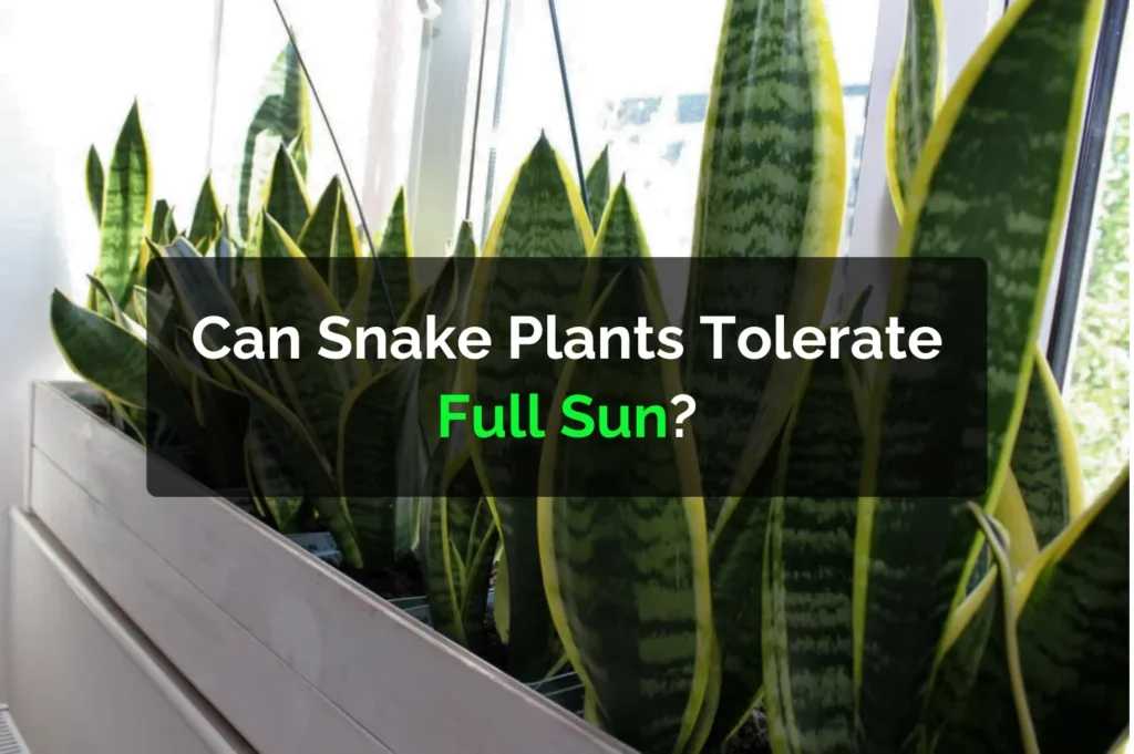 Can Snake Plants Tolerate Full Sun?