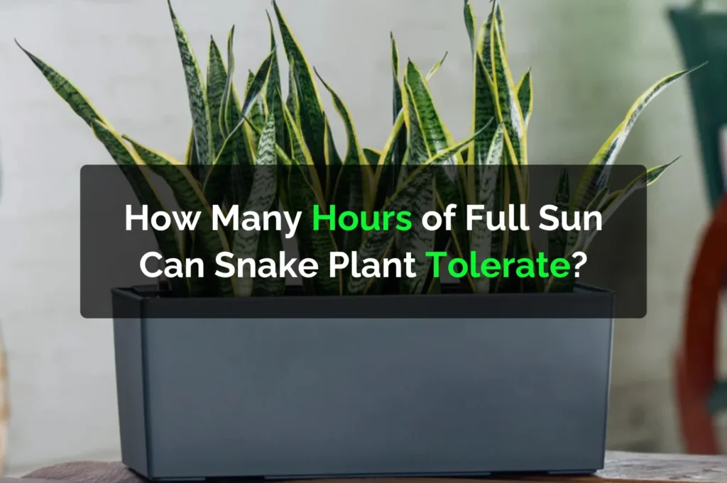 How Many Hours of Full Sun Can Snake Plant Tolerate?