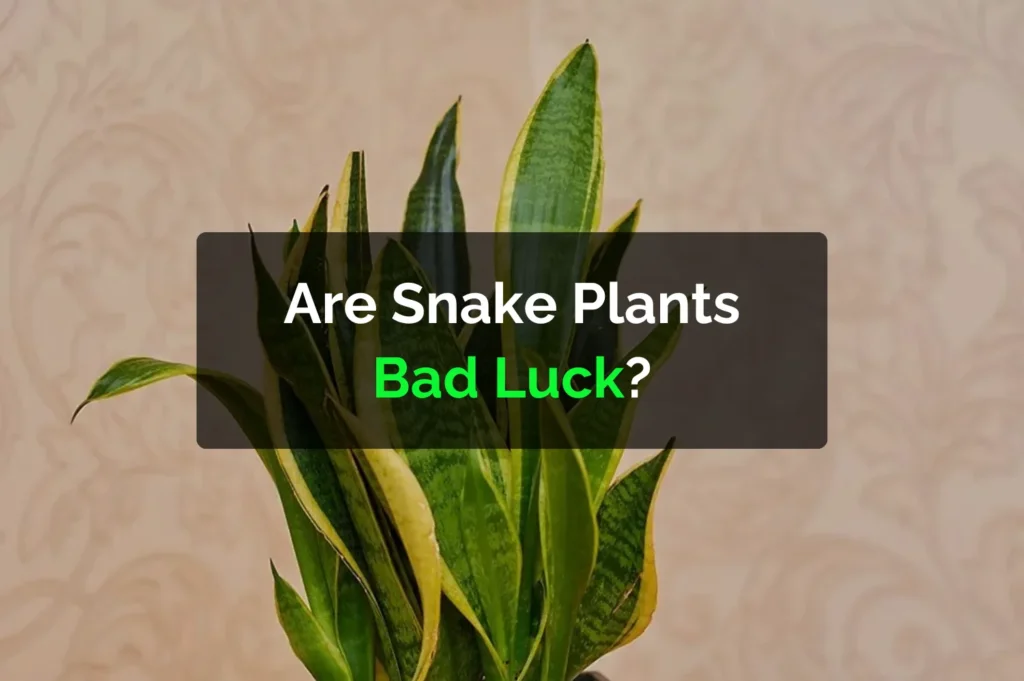 Are Snake Plants Bad Luck?