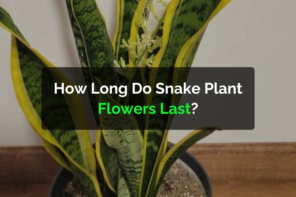 How Long Do Snake Plant Flowers Last?
