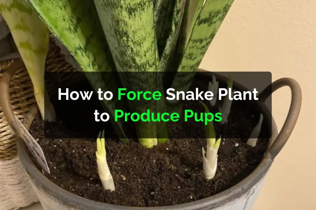 How to Force Snake Plant to Produce Pups