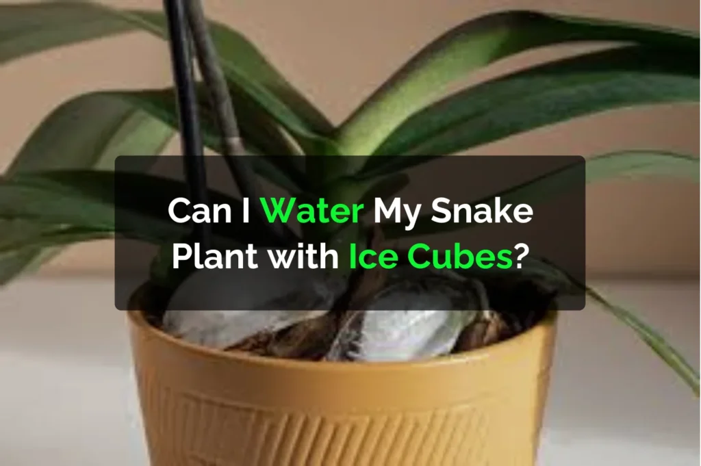Can I Water My Snake Plant with Ice Cubes?