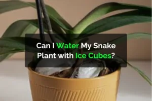 Can I Water My Snake Plant with Ice Cubes?