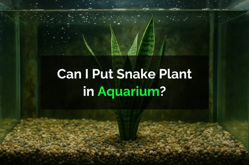 Can I Put Snake Plant in Aquarium?