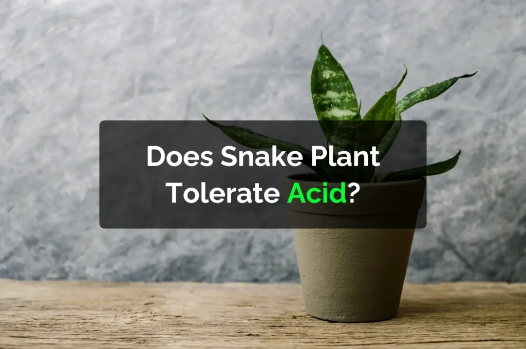 Does Snake Plant Tolerate Acid?