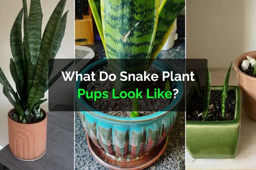 What Do Snake Plant Pups Look Like?