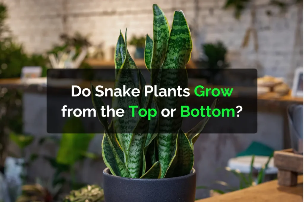 Do Snake Plants Grow from the Top or Bottom?