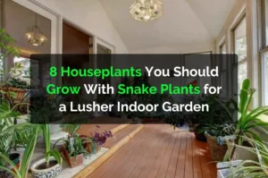 8 Houseplants You Should Grow With Snake Plants for a Lusher Indoor Garden