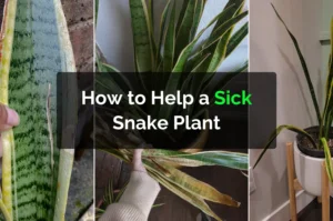 How to Help a Sick Snake Plant