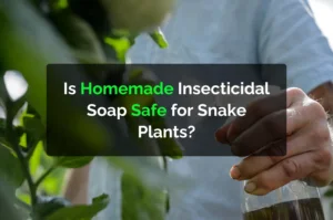 Is Homemade Insecticidal Soap Safe for Snake Plants?