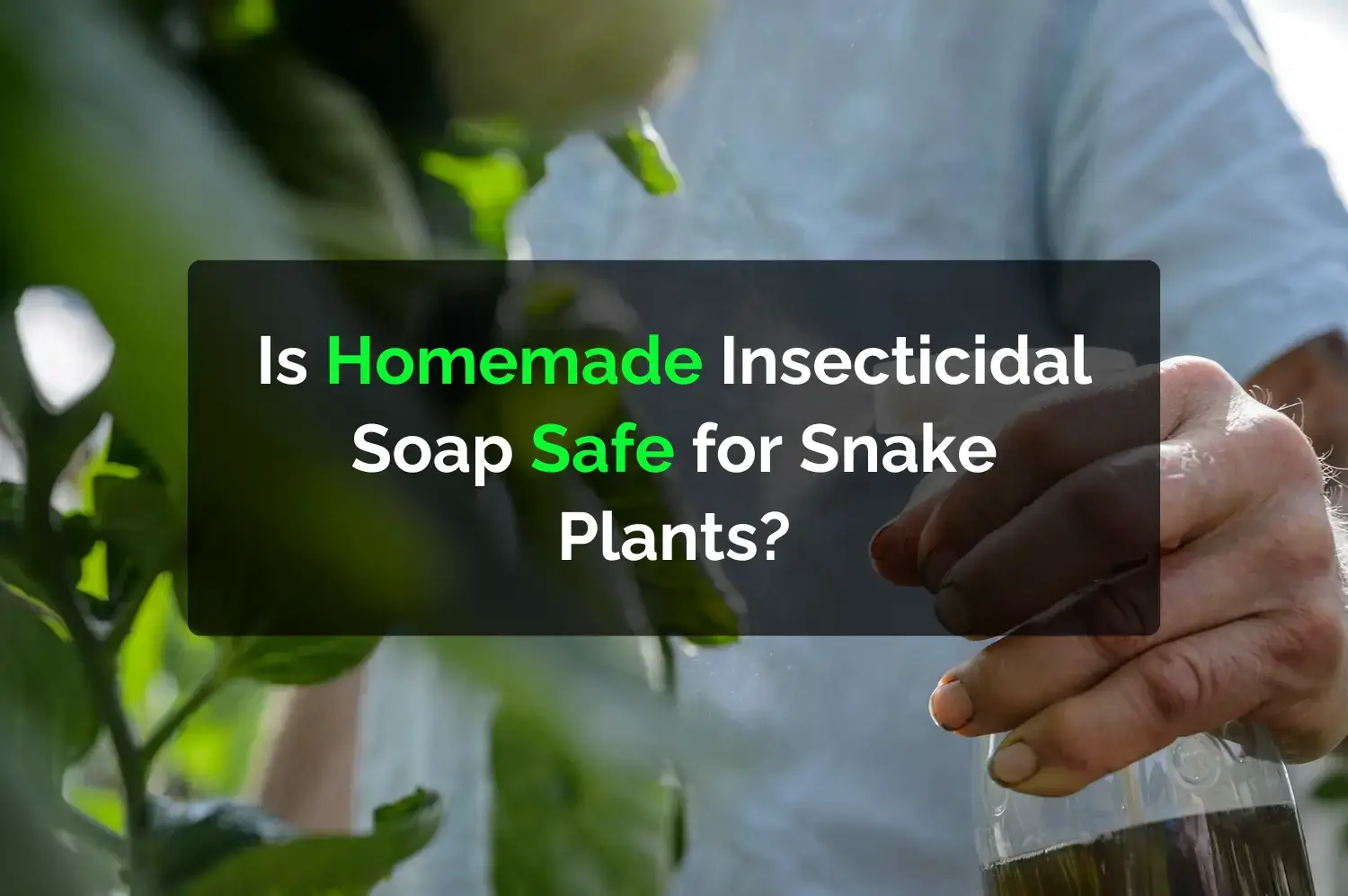 Is Homemade Insecticidal Soap Safe for Snake Plants?