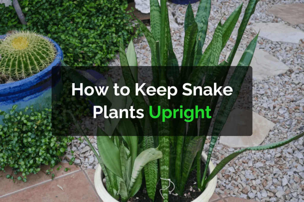 How to Keep Snake Plants Upright