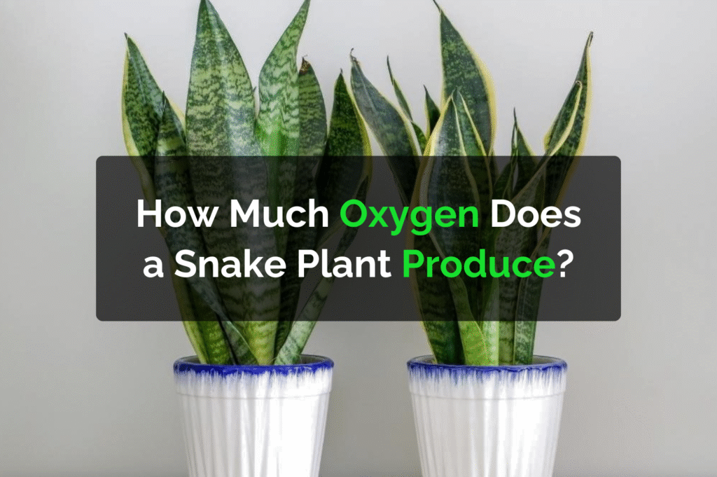 How Much Oxygen Does a Snake Plant Produce?