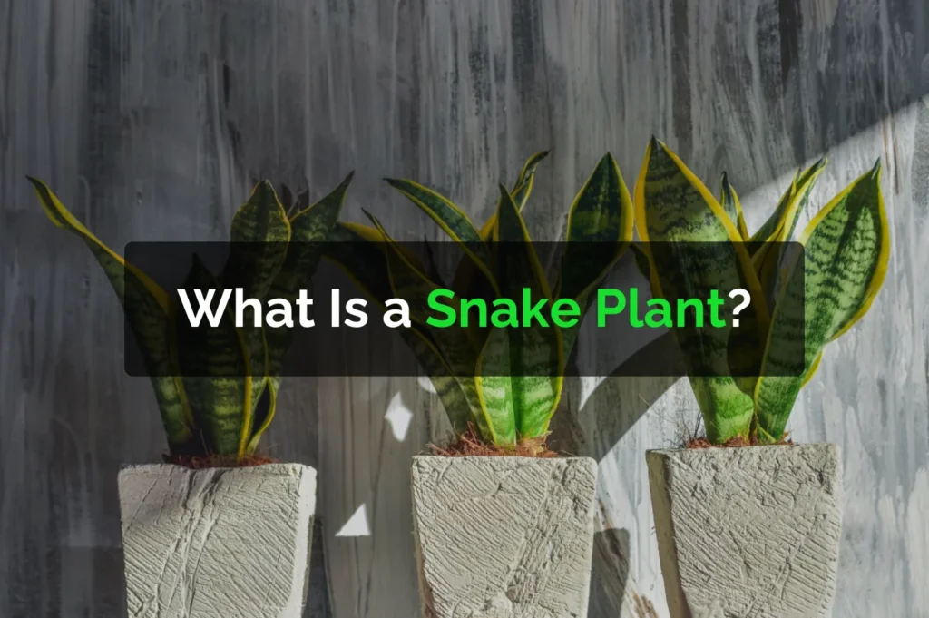 What Is a Snake Plant?