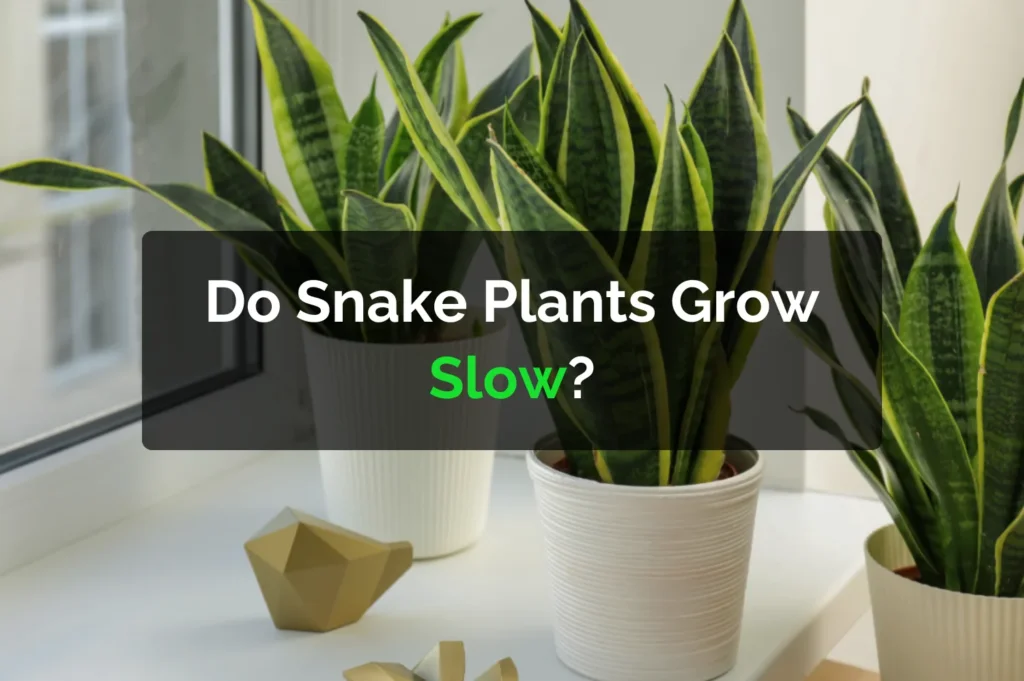 Do Snake Plants Grow Slow?
