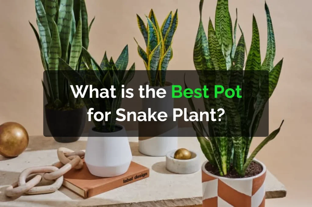 What is the Best Pot for Snake Plant?