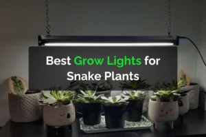 Best Grow Lights for Snake Plants