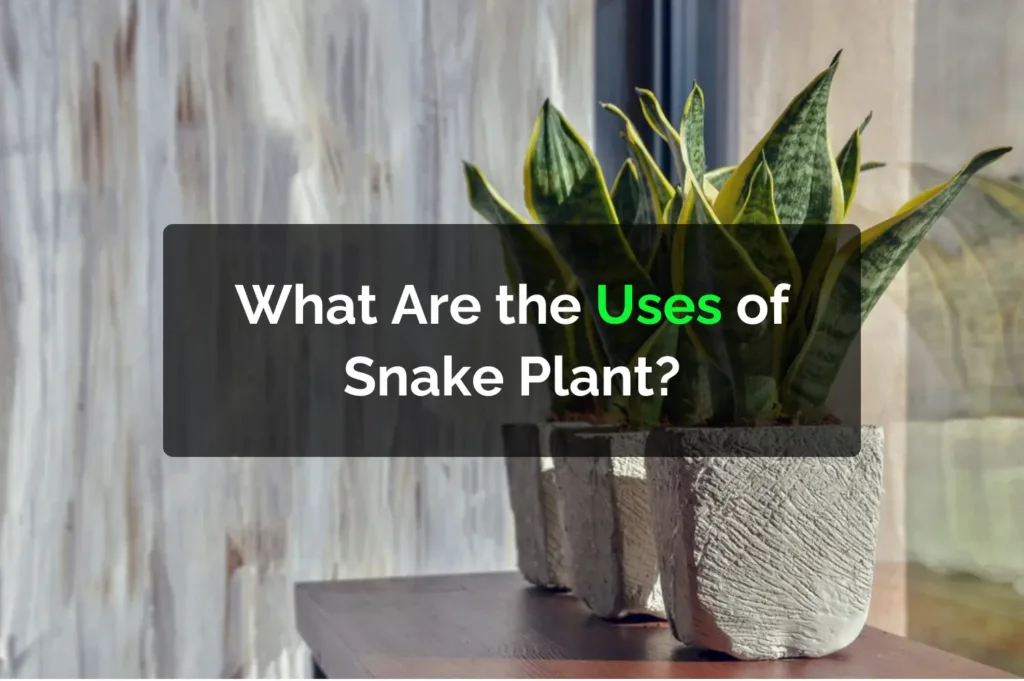 What Are the Uses of Snake Plant?