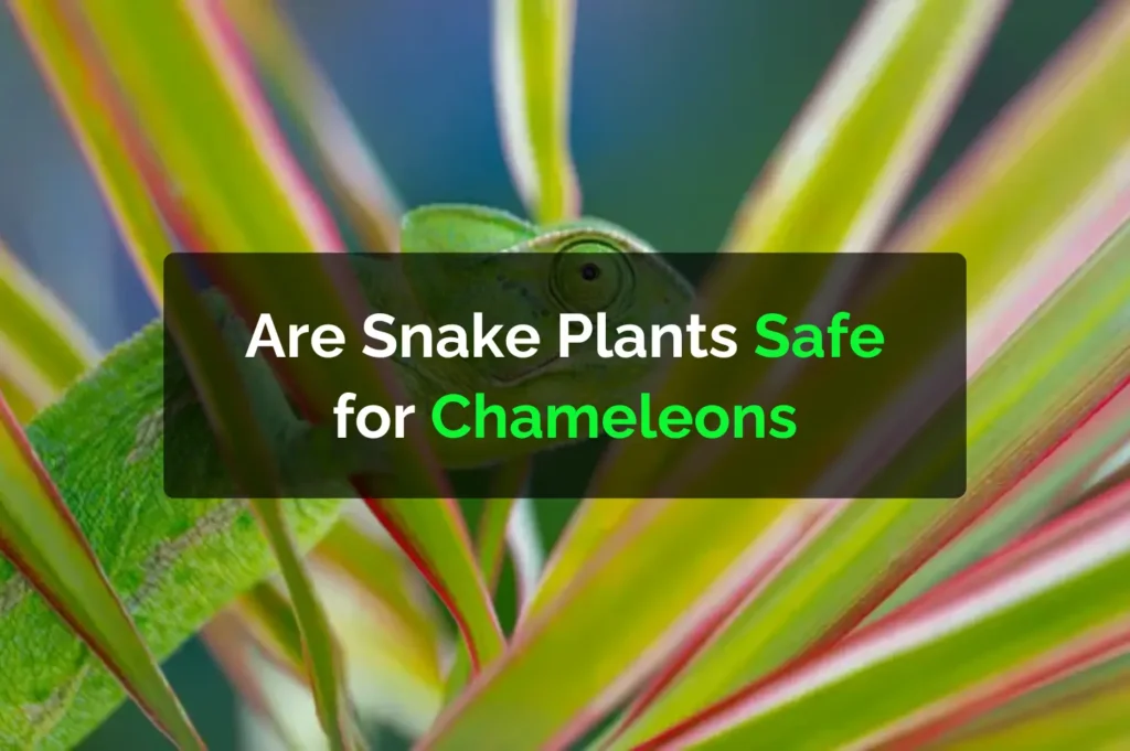 Are Snake Plants Safe for Chameleons