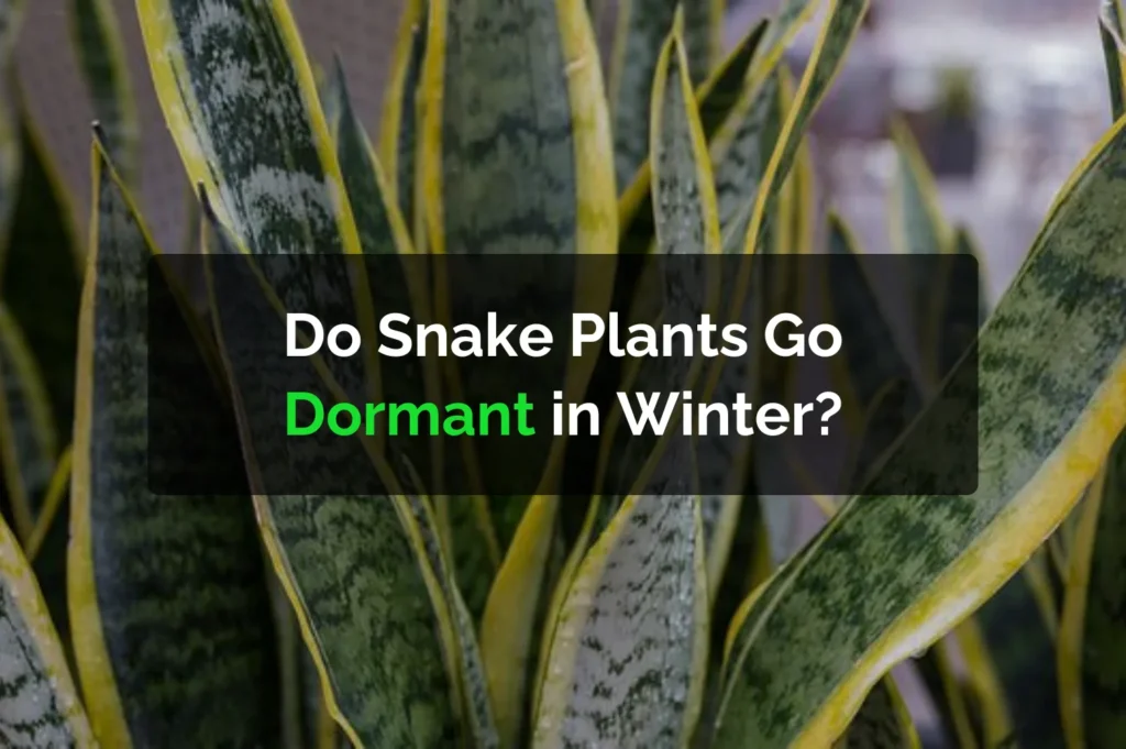 Do Snake Plants Go Dormant in Winter?