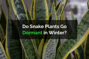 Do Snake Plants Go Dormant in Winter?