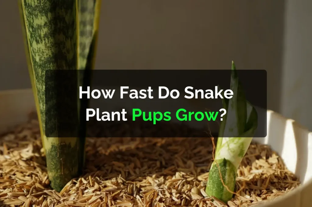 How Fast Do Snake Plant Pups Grow?