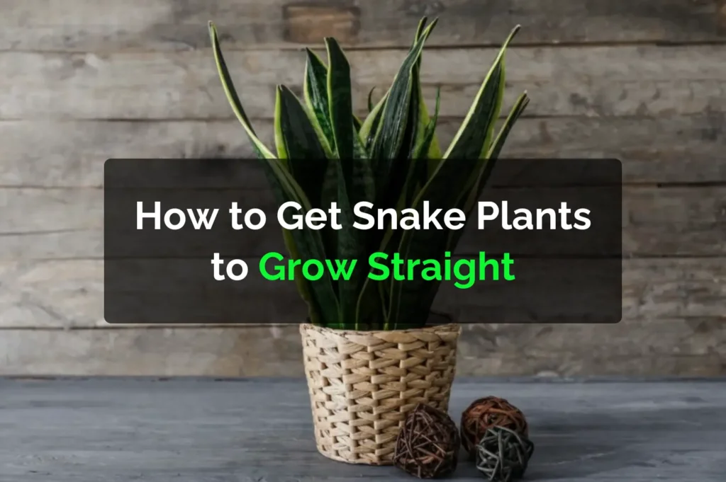 How to Get Snake Plants to Grow Straight