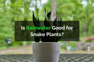 Is Rainwater Good for Snake Plants?