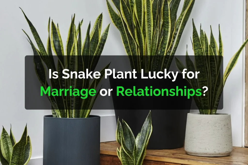 Is Snake Plant Lucky for Marriage or Relationships