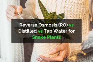 Reverse Osmosis (RO) vs Distilled vs Tap Water for Snake Plants