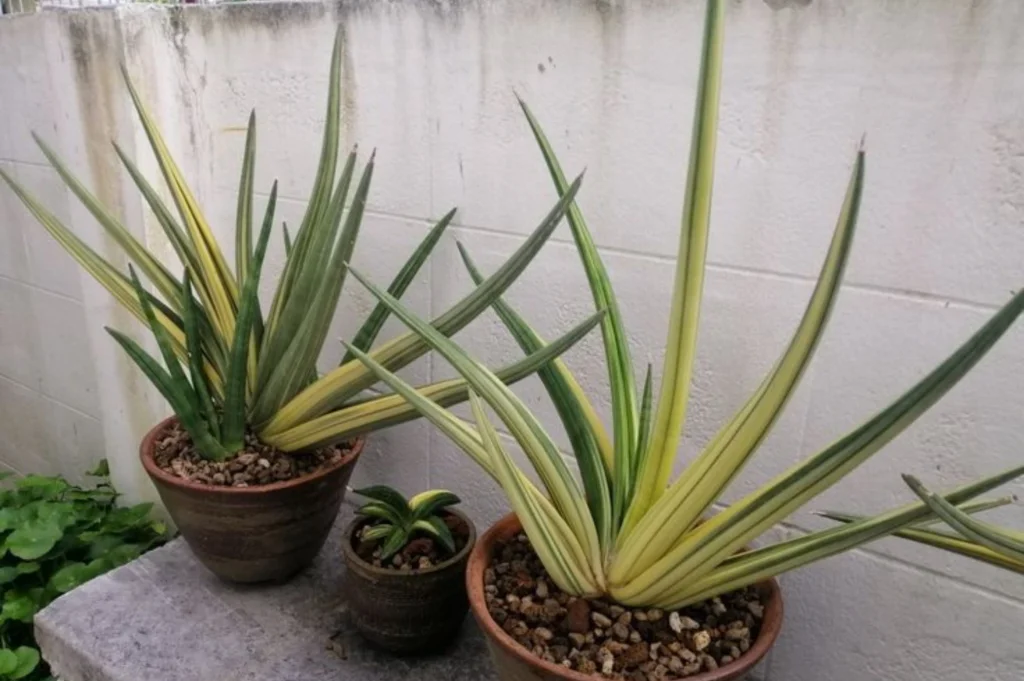 Sansevieria patens