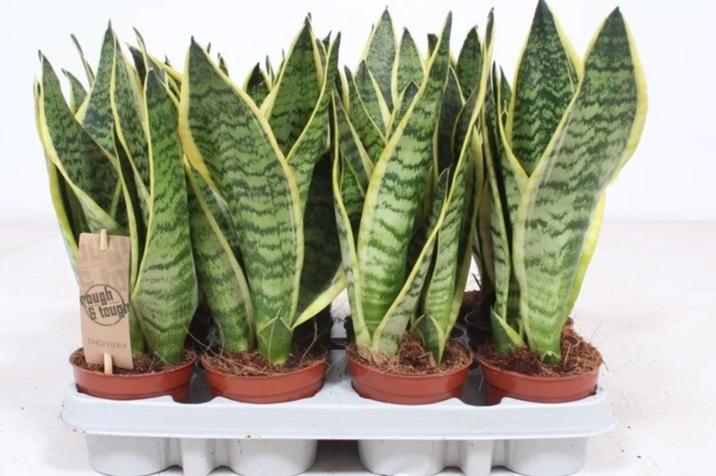 Sansevieria trifasciata ‘Futura Superba’