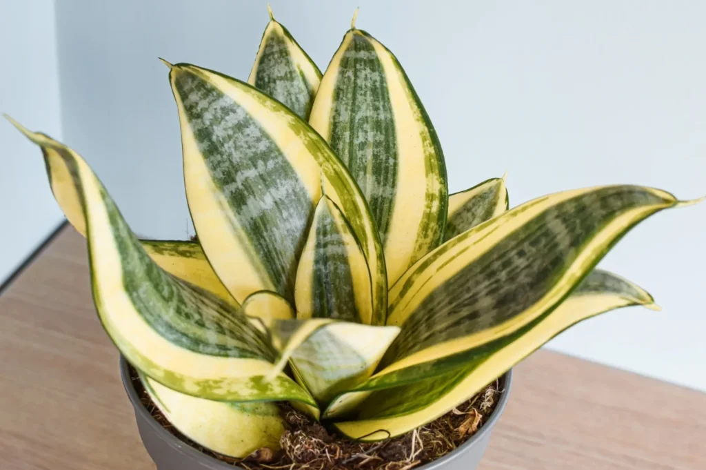 Sansevieria trifasciata ‘Golden Hahnii’